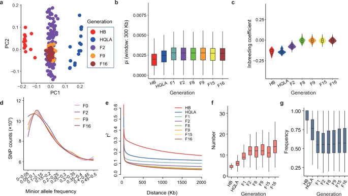 Fig. 2: Genetic evaluation of the AIL population.
