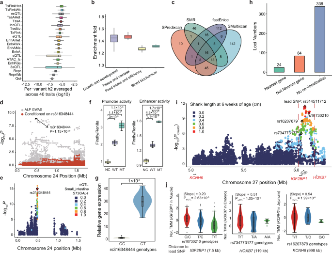 Fig. 4: GWAS integration with eQTL and functional annotation regions.