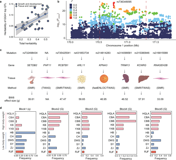 Fig. 5: Identification of GGA1 primary QTL functional genes.