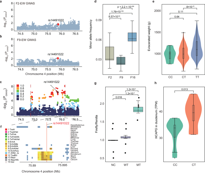 Fig. 6: NCAPG is a functional gene for the eviscerated weight (EW) phenotype.