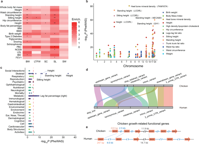 Fig. 7: Association of chicken growth traits with complex traits in humans.