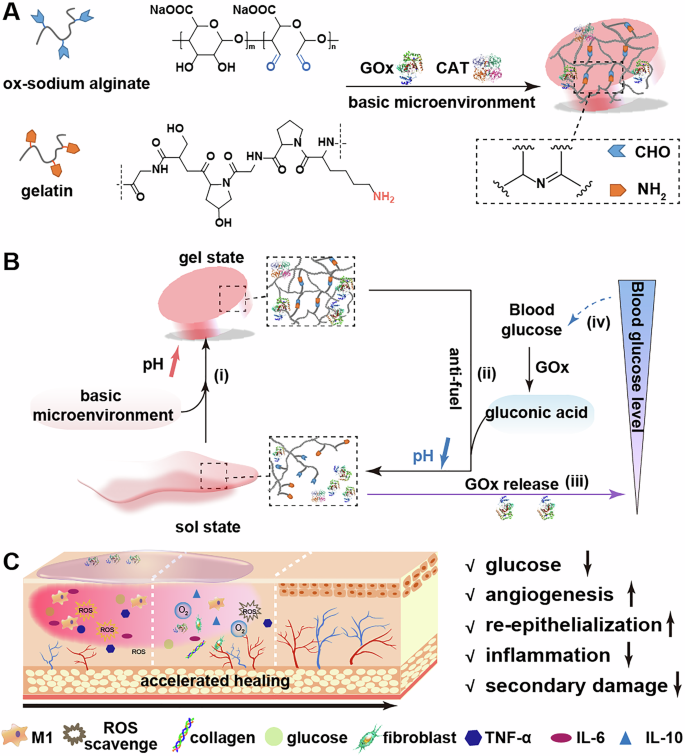 Fig. 1: Schematic illustration of the preparation of OSA-GEL@GC hydrogels, and their effect on diabetic wound healing.