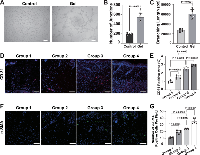 Fig. 5: Angiogenesis and vascularization analysis during the wound healing process.