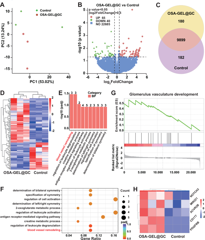 Fig. 7: Bulk RNA sequencing results of HUVEC with OSA-GEL@GC hydrogel treatment.