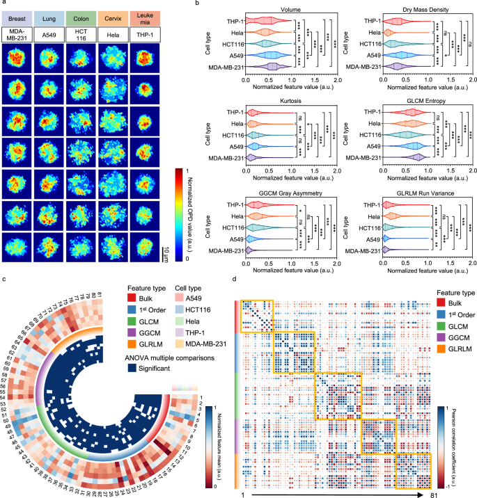 Fig. 3: Analysis of QPM phase features across different cancer cell types.