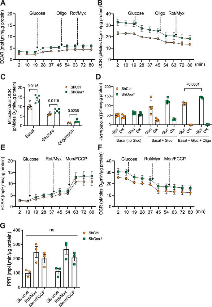 Fig. 3: OPA1-deficient NP cells show dysregulated bioenergetics.