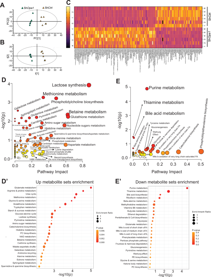 Fig. 4: OPA1 is an important regulator of hypoxic NP cell metabolism.