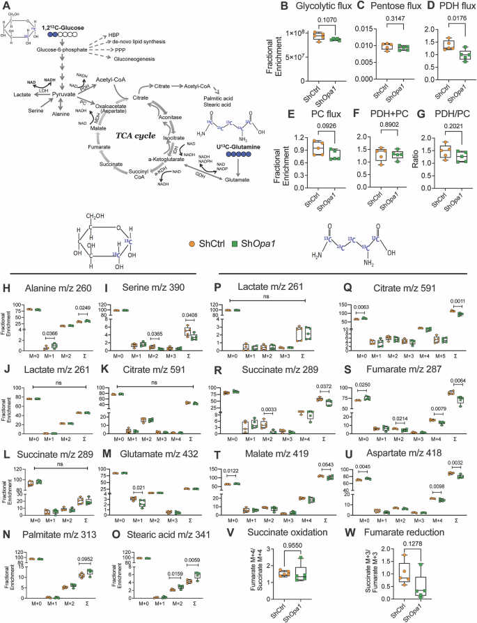 Fig. 5: OPA1-deficient NP cells evidence altered glucose and glutamine metabolism.