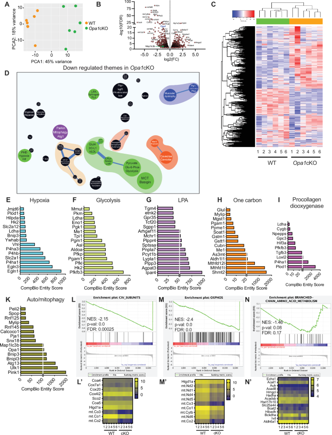 Fig. 9: The loss of OPA1 significantly alters NP tissue metabolic balance.
