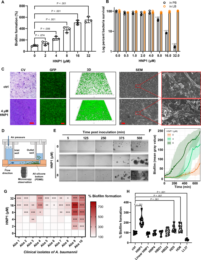 Fig. 1: HNP1 promotes biofilm formation on abiotic surfaces by A. baumannii in vitro without affecting bacterial viability.