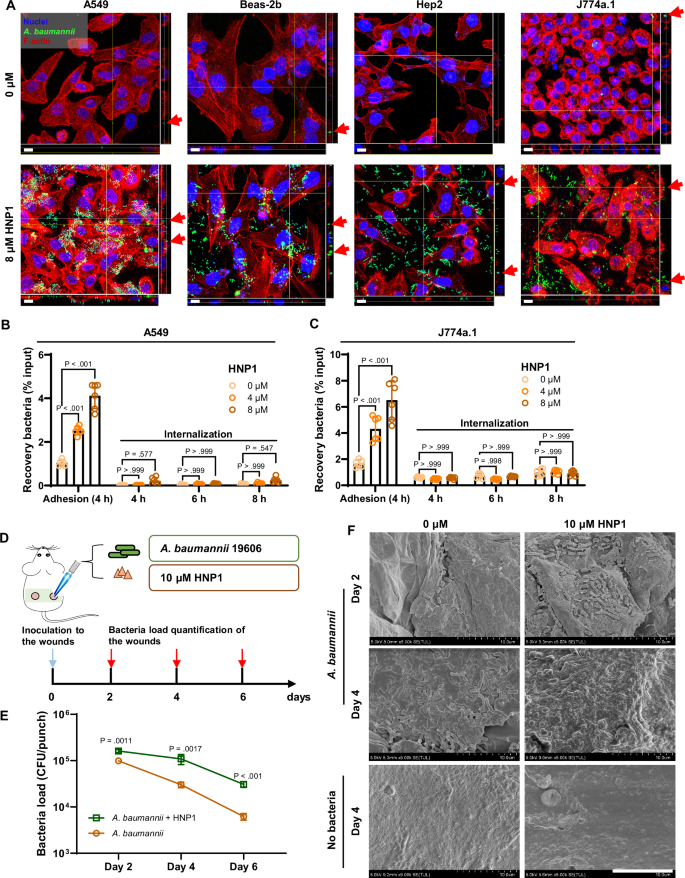 Fig. 2: HNP1 promotes A. baumannii adhesion to host cells in vitro and on mouse skin wounds in vivo.