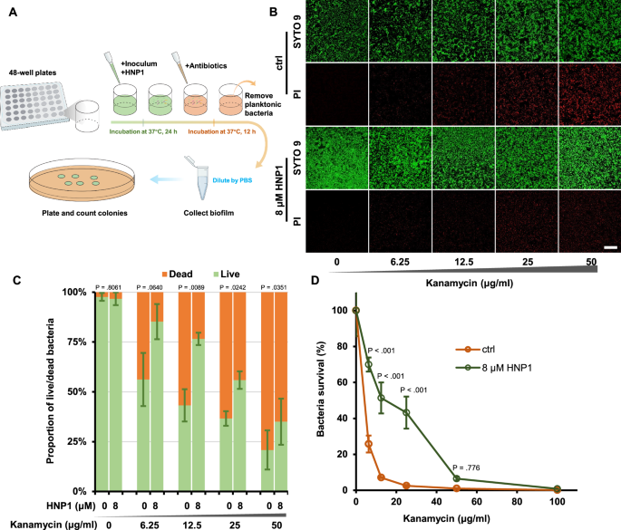 Fig. 3: HNP1 enhances survival and antibiotic tolerance of A. baumannii in biofilms.