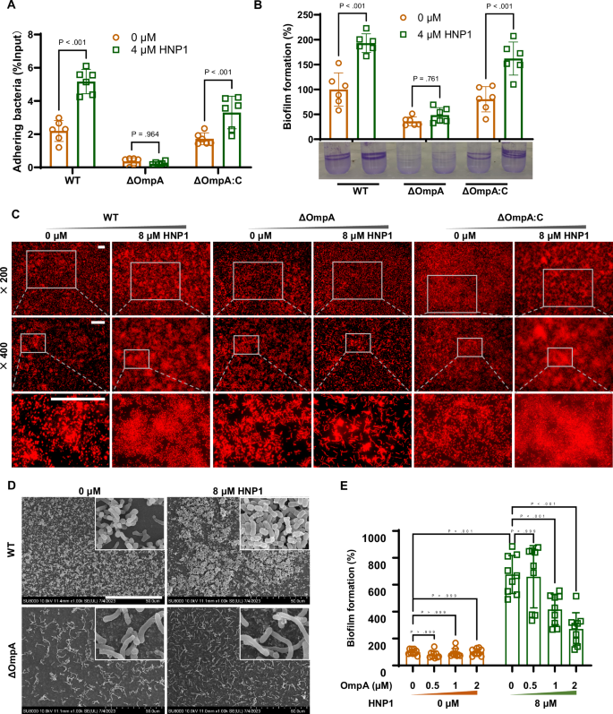 Fig. 5: OmpA mediates HNP1-promoted biofilm formation by A. baumannii.