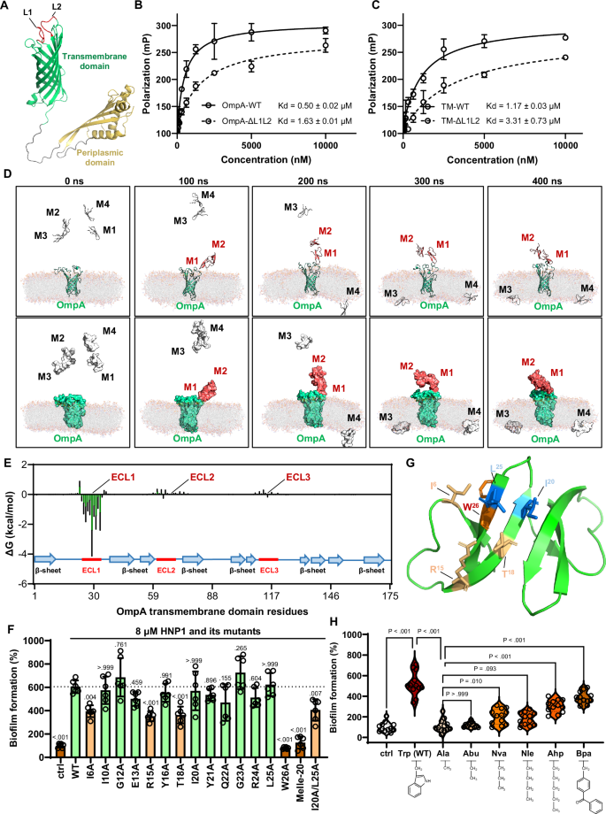 Fig. 6: Molecular basis that underlies HNP1-OmpA interactions.