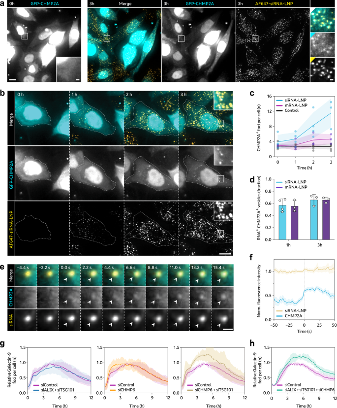Fig. 2: RNA-LNP induce CHMP2A recruitment to non-releasing vesicles.