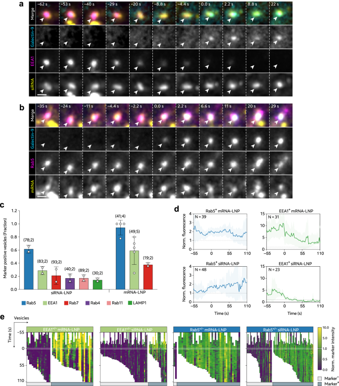 Fig. 3: LNPs damage Rab5+ EEA1+/– early endosomes to promote cytosolic RNA release.