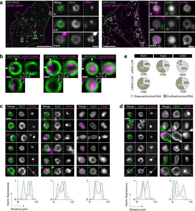 Fig. 4: RNA-LNPs disintegrate during endosomal maturation.