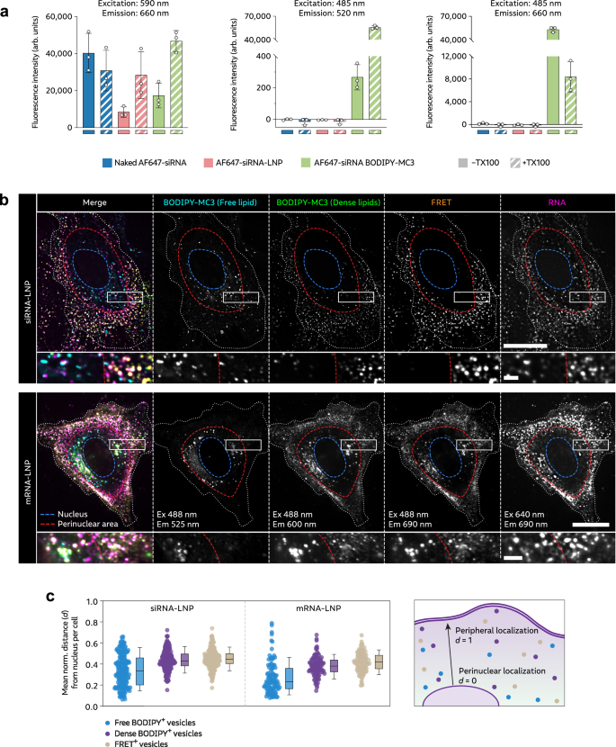 Fig. 5: Fluorescence profiling of BODIPY-MC3 containing LNPs reveals different spatial distribution of intact and disintegrated LNPs.