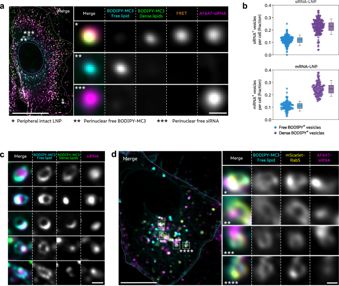 Fig. 6: BODIPY-MC3 and RNA are partially separated during endosomal sorting.
