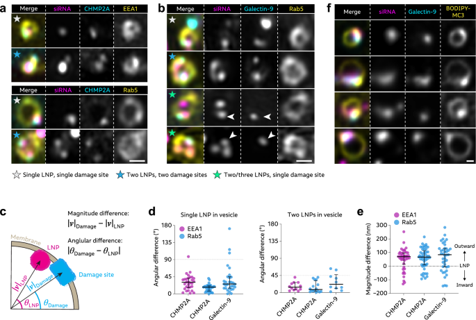 Fig. 7: Membrane-tethered intralumenal siRNA-LNP colocalize with recruited membrane damage sensors.