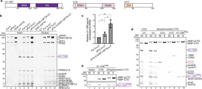 Fig. 1: Pol II CTD and SPT6 enhance U1 snRNP binding to Pol II.
