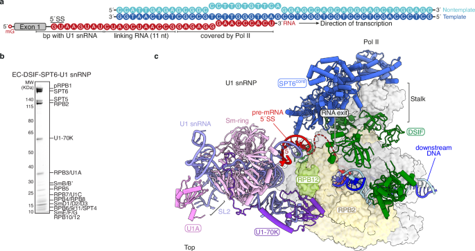Fig. 2: Structure of the EC-DSIF-SPT6-U1 snRNP complex.