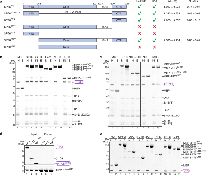 Fig. 3: SPT6 interacts directly with U1 snRNP.