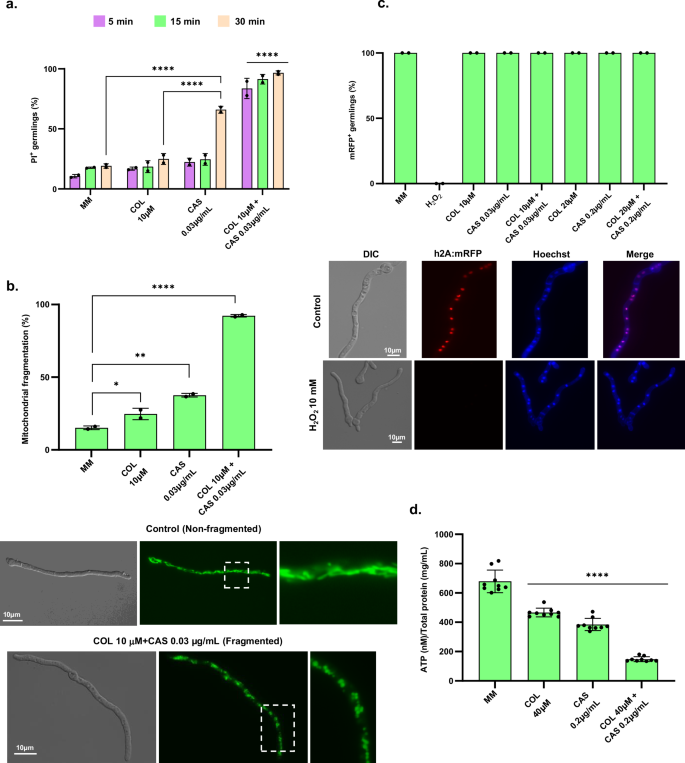 Fig. 3: COL + CAS induces cell death.