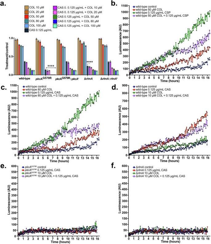 Fig. 5: The Cell Wall Integrity Pathway is involved in the mechanism of action of COL + CAS.