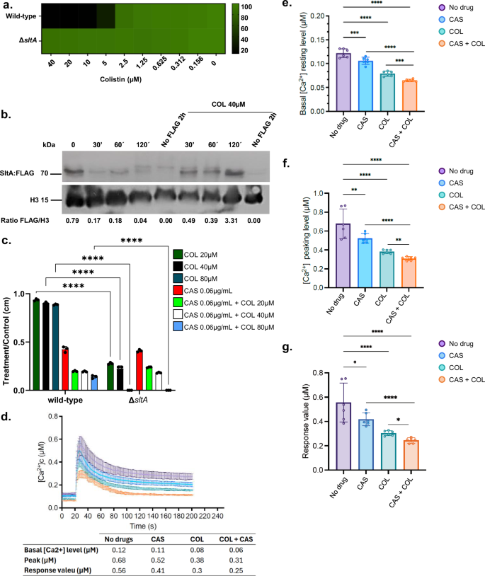 Fig. 6: A. fumigatus transcription factor SltA is important for the MoA of COL.