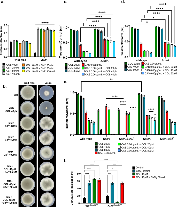 Fig. 7: The calcineurin signaling pathway is important for COL bioactivity.