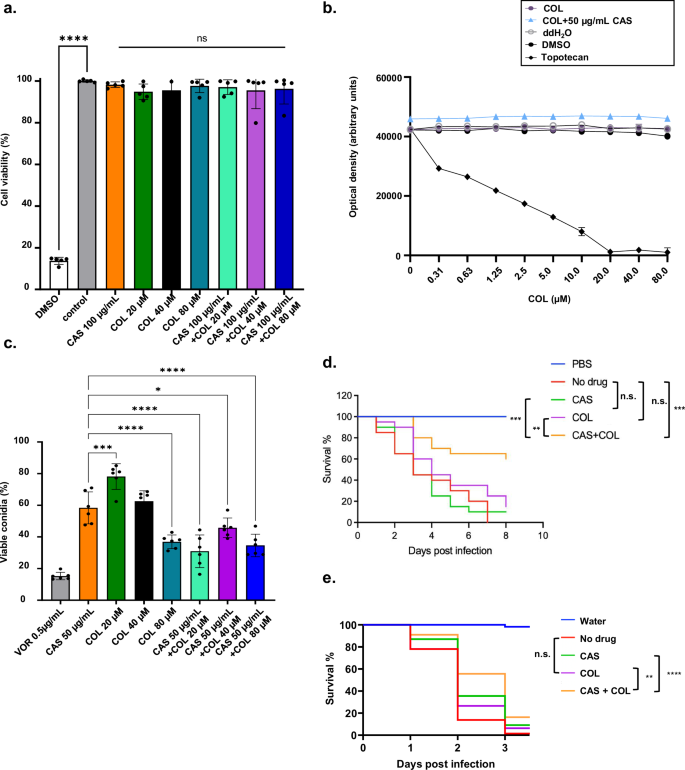 Fig. 8: COL and COL + CAS are not toxic to A549 pulmonary epithelial cells and COL + CAS decreases the A. fumigatus fungal burden.