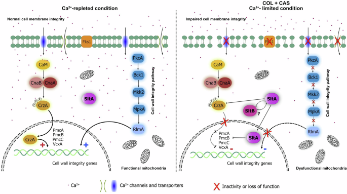 Fig. 9: Model for the proposed MoA of COL + CAS that ensures loss of cell viability.