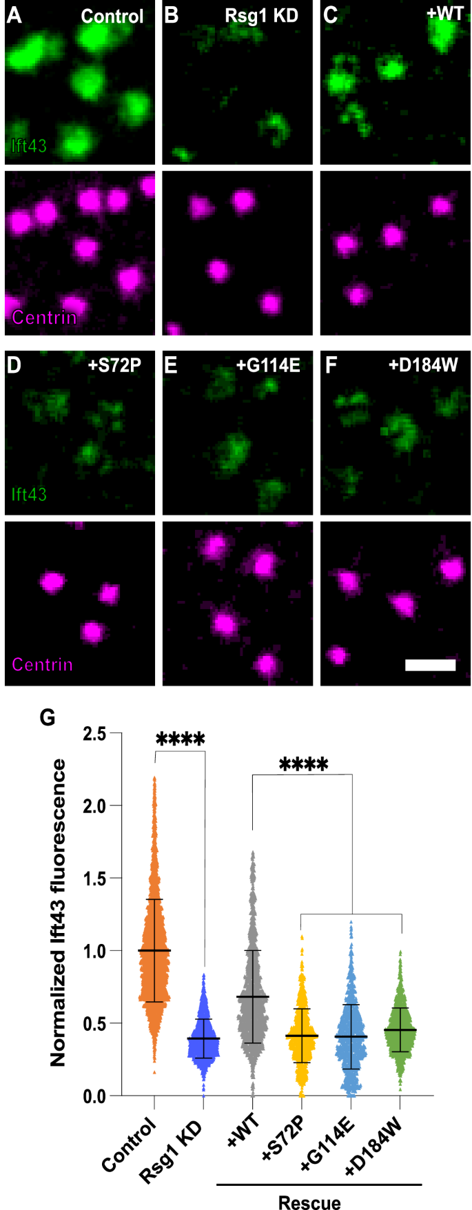 Fig. 3: Ciliopathy-associated alleles of RSG1 disrupt IFT-A2 recruitment to the base of cilia.