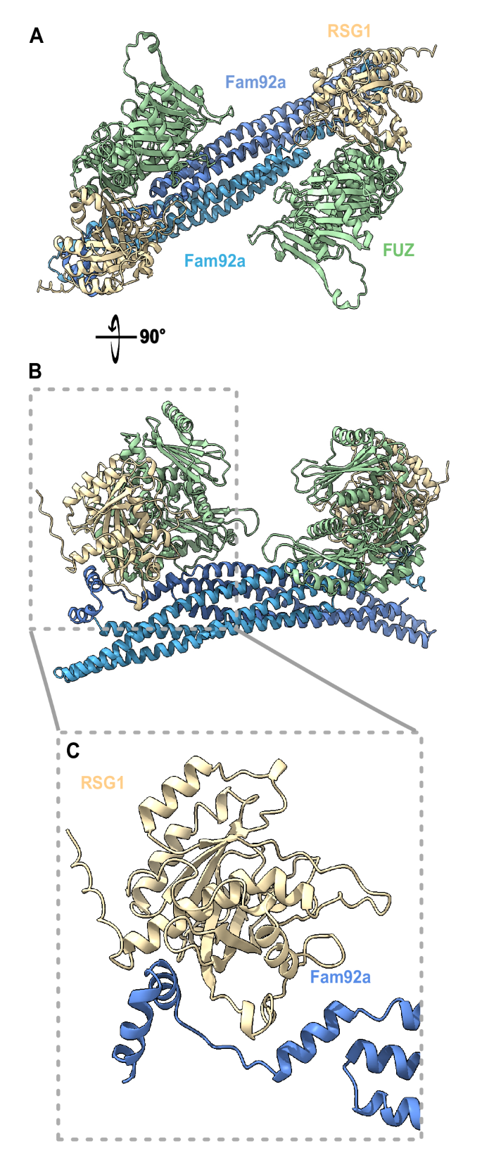 Fig. 6: AlphaFold3 predicts direct interaction of RSG1 with FAM92A.