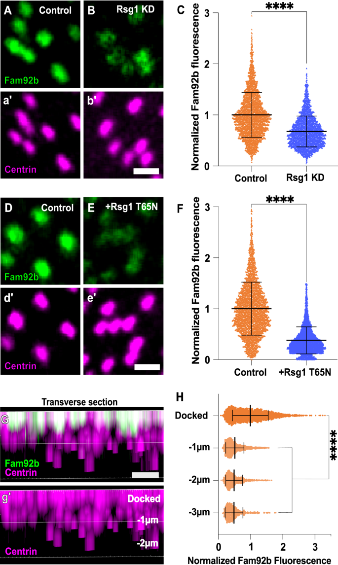 Fig. 8: Rsg1 recruits Fam92b to docking basal bodies in Xenopus MCCs.