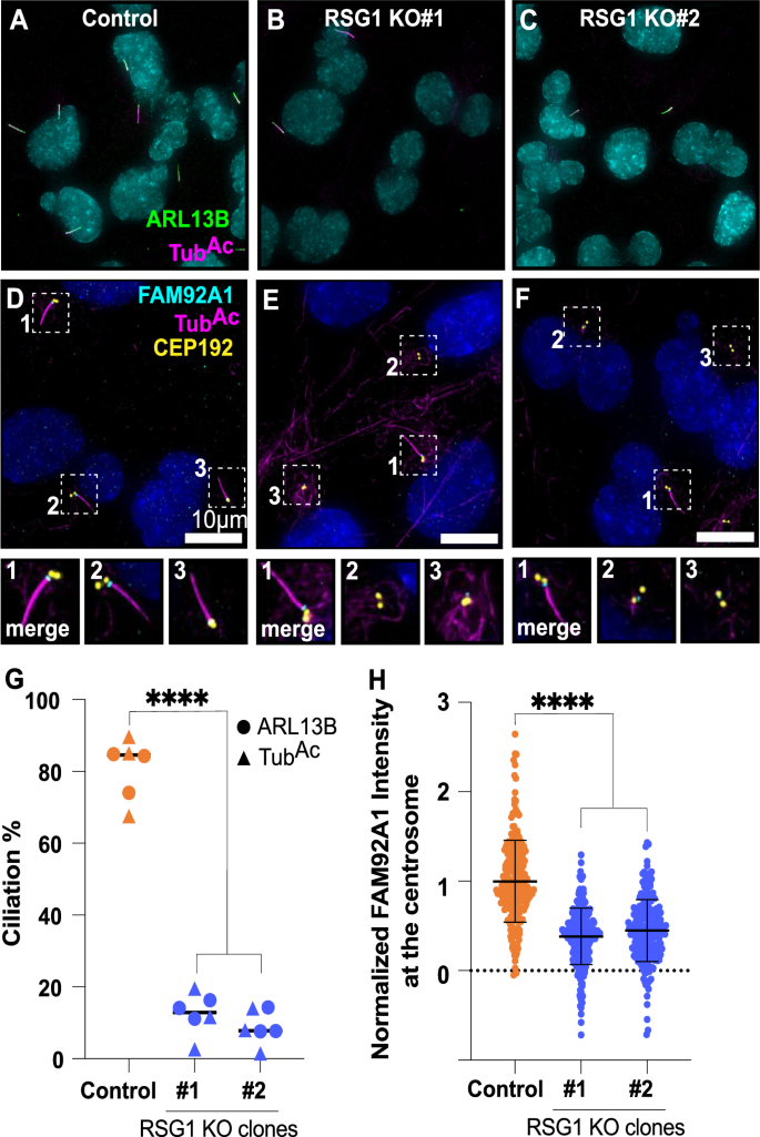 Fig. 9: RSG1 is required for ciliogenesis and recruitment of FAM92A to basal bodies in human cells.