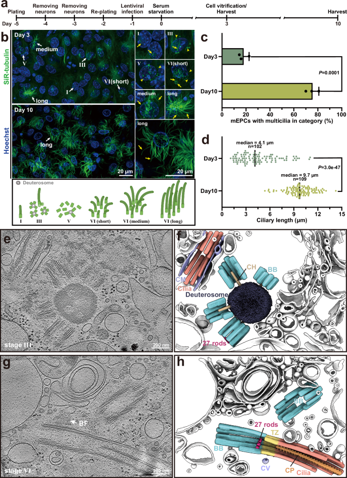 Fig. 1: Deuterosome-dependent basal body biogenesis and ciliogenesis in mEPCs.