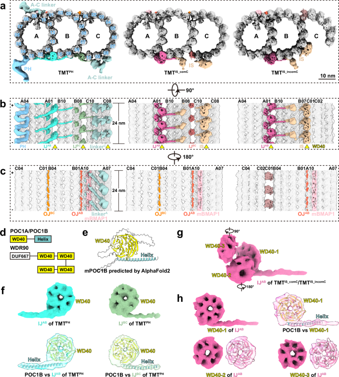Fig. 2: The longitudinal variations and distinct inner junctions within basal bodies.