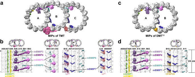 Fig. 3: Conserved 8-nm repeat MIPs between TMTs within the basal body and DMTs within the transition zone.