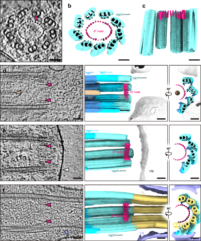 Fig. 4: The 27 rods reside at the distal end of basal bodies.