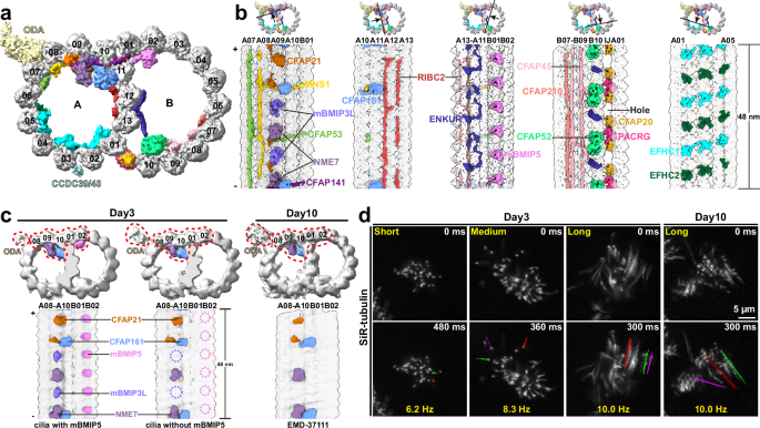 Fig. 5: Difference between the nascent and mature microtubule doublets.