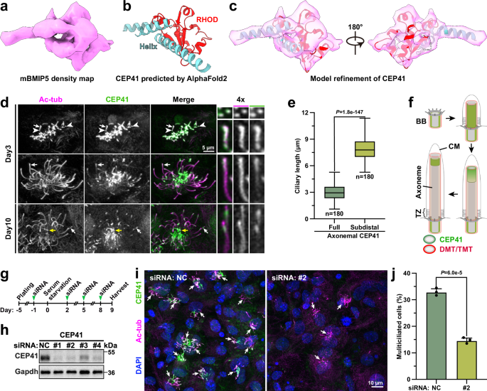 Fig. 6: CEP41 is required for multiciliogenesis.