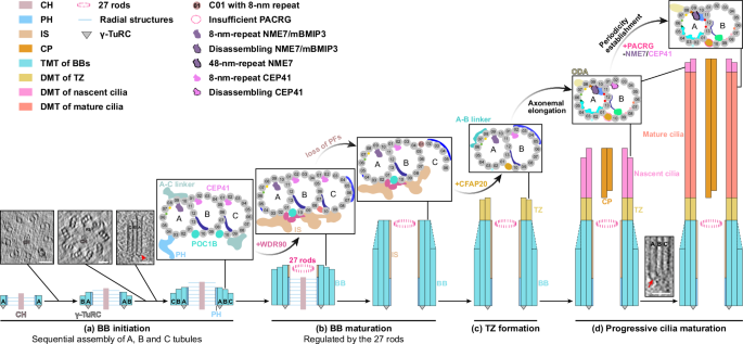 Fig. 7: Model of the regulated basal body biogenesis and ciliogenesis.