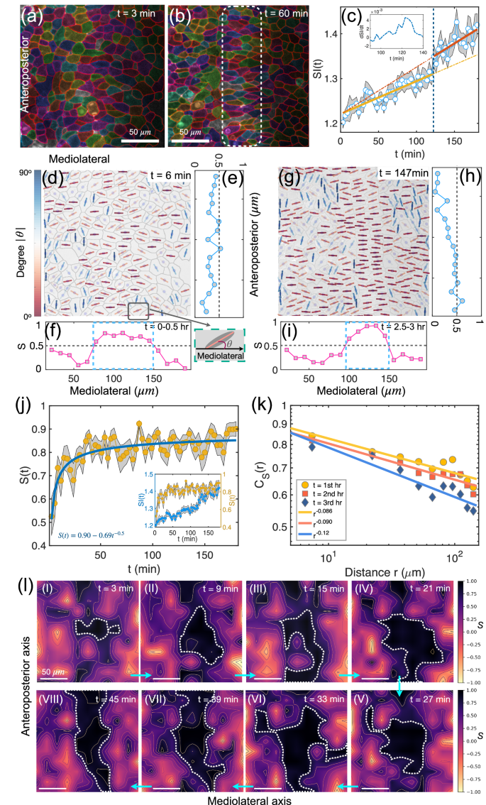 Fig. 1: Nematic order during zebrafish convergent extension (CE).