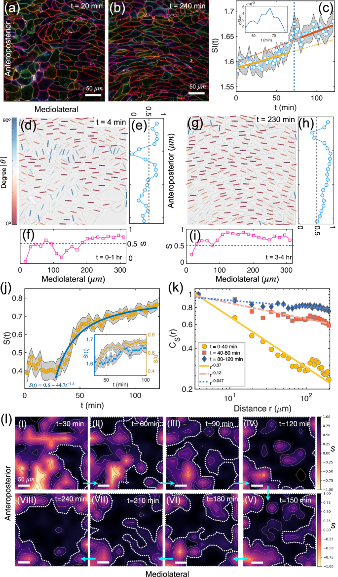 Fig. 2: Emergence of a nematic phase during Xenopus CE.