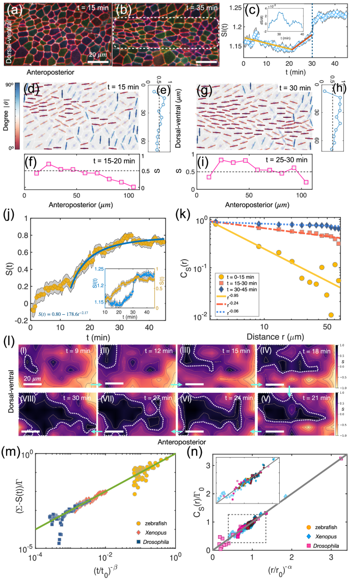 Fig. 3: Emergence of nematic order in Drosophila during CE.