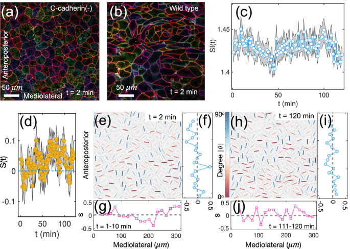 Fig. 6: Reduced nematic order in C-cadherin mutant Xenopus.