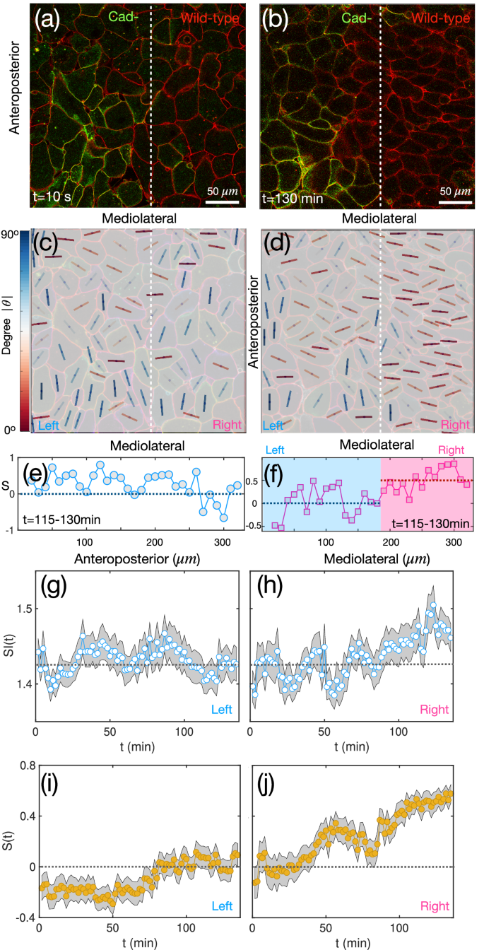 Fig. 7: Effects in C-cadherin mosaic mutants.