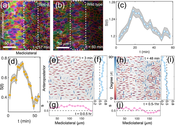 Fig. 8: Collapse of nematic order in spt mutant zebrafish.